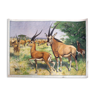 Antilope, grille éducatif, 1891