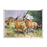 Antilope, educational grid, 1891