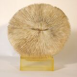 Coral on its resin base