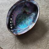 Shells