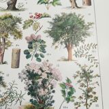 Lithograph on trees from 1928 "linden"