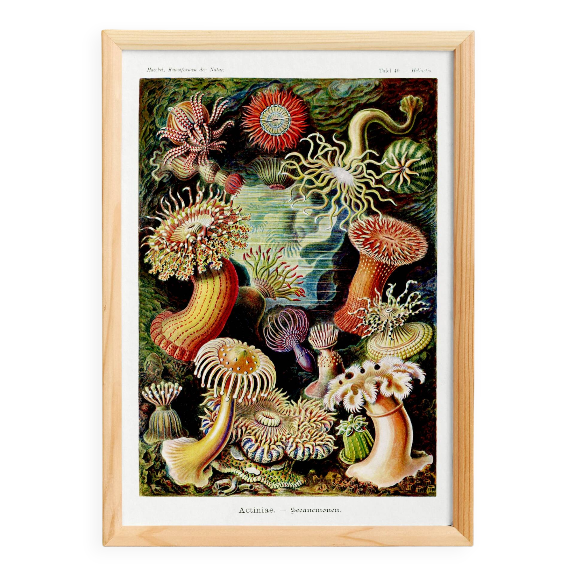 Poster about "sea anemones", based on an old lithograph