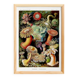 Poster about "sea anemones", based on an old lithograph