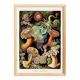 Poster about "sea anemones", based on an old lithograph