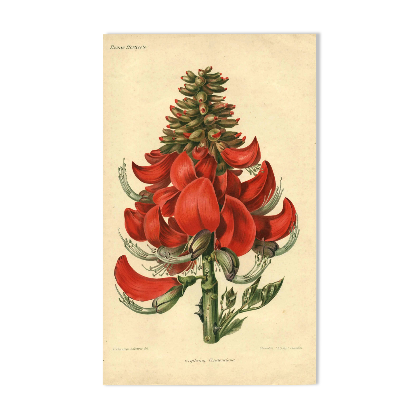 Antique Botanical Engraving 1896 by Sabouret • Erythrina Constantin - Flower