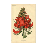 Antique Botanical Engraving 1896 by Sabouret • Erythrina Constantin - Flower