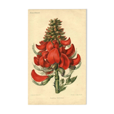 Gravure ancienne Botanique 1896 par Sabouret • Érythrine Constantin - Fleur