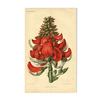 Antique Botanical Engraving 1896 by Sabouret • Erythrina Constantin - Flower