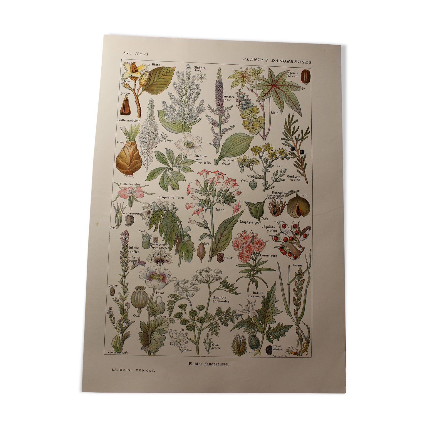 Botanical plank - plant - Dangerous