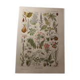 Botanical plank - plant - Dangerous