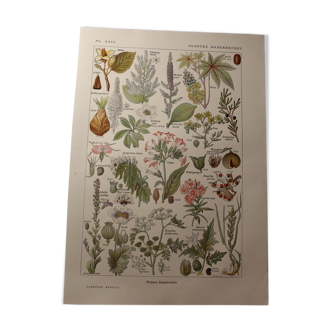 Botanical plank - plant - Dangerous
