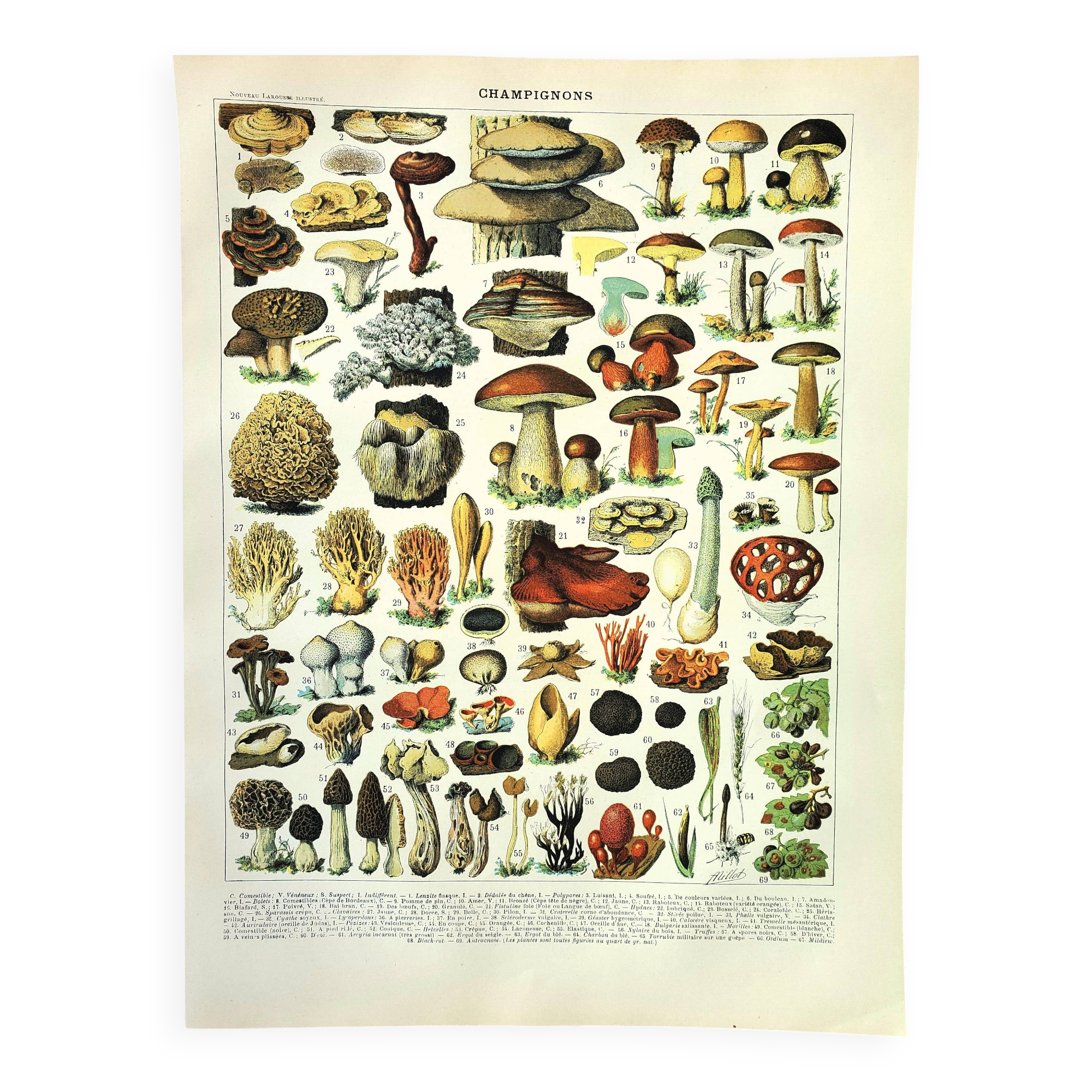 Botanical engraving 1897 A. Millot - Mushroom 2, picking