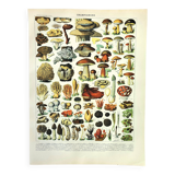 Gravure botanique 1897 A. Millot - Champignon 2, cueillette