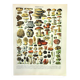 Botanical engraving 1897 A. Millot - Mushroom 2, picking
