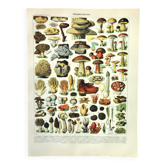 Botanical engraving 1897 A. Millot - Mushroom 2, picking