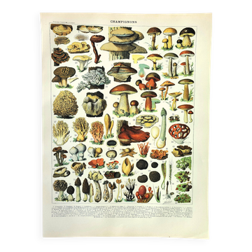 Gravure botanique 1897 A. Millot - Champignon 2, cueillette