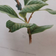 Lithograph hippolais icterina vintage bird (19x27cm)