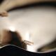 Christofle Marly gold, 10 mocha spoons, coffee, 10 cm + gold metal sugar tongs