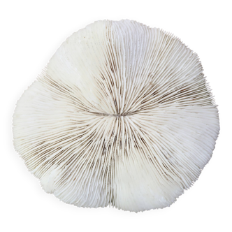 Corail naturel blanc, années 70