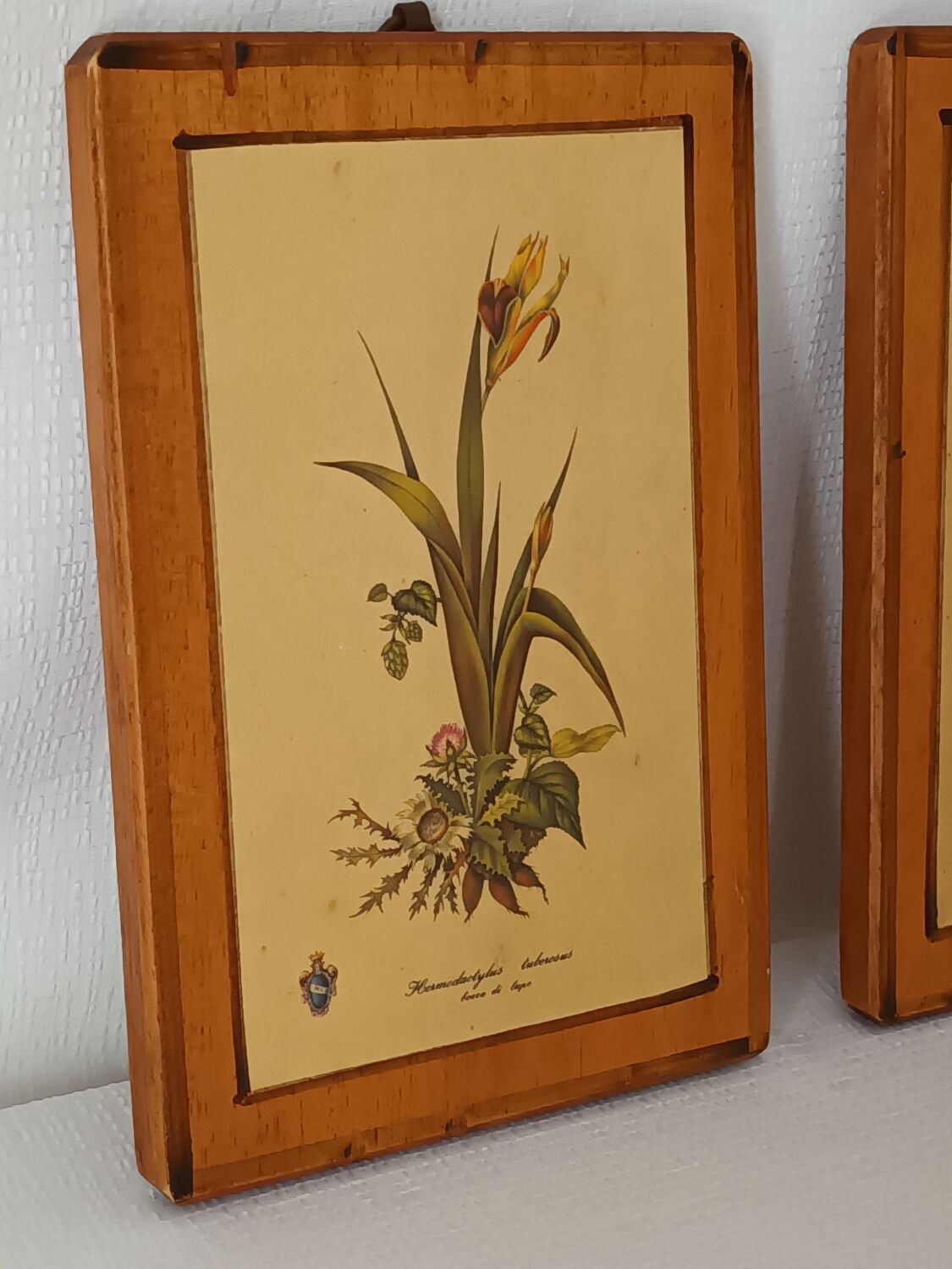 Vintage botanical boards frames