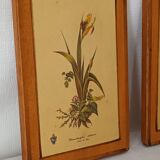 Vintage botanical boards frames
