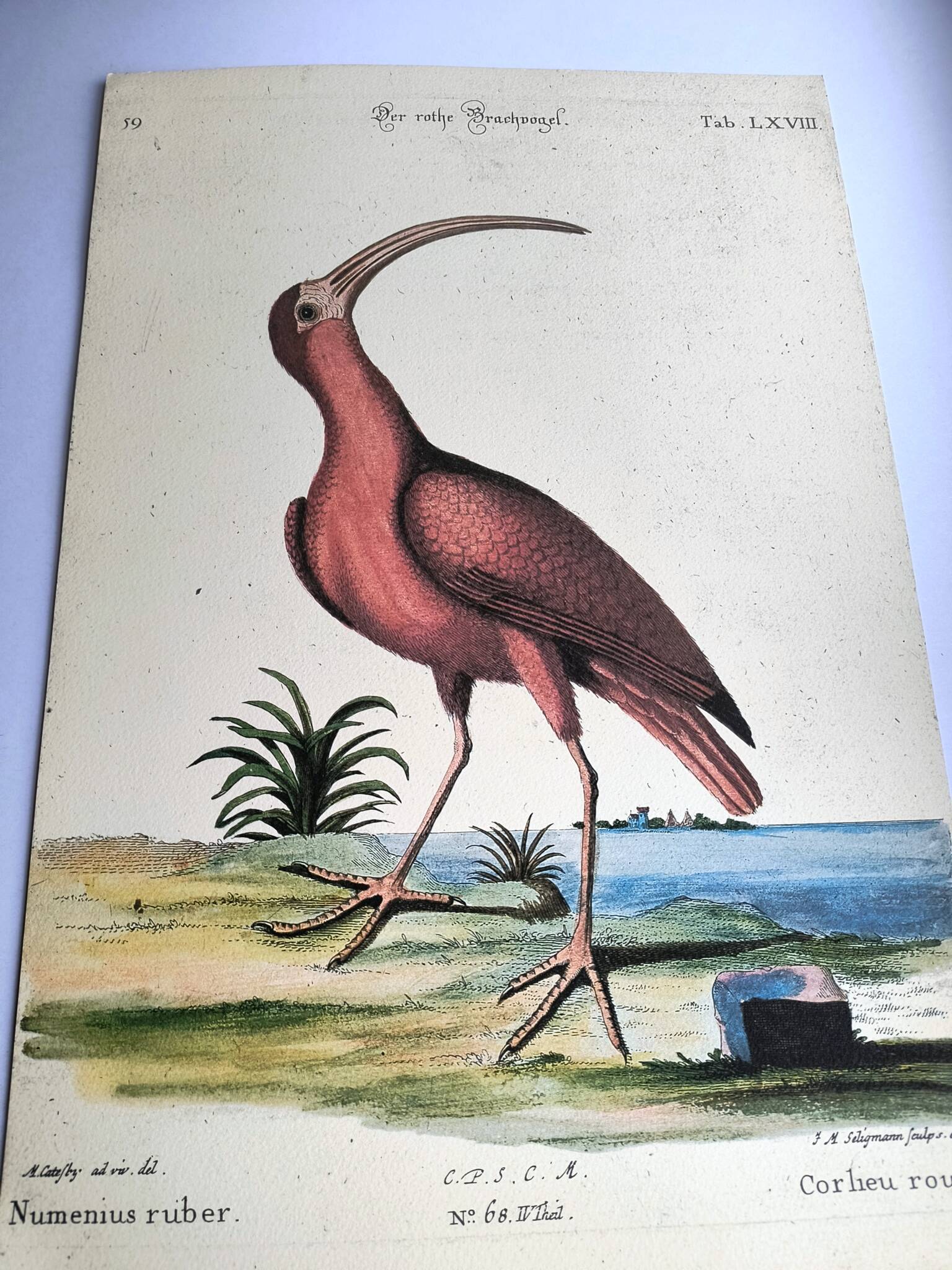 Antique bird engraving - Red Whimbrel - Nature plate by Seligmann