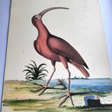 Antique bird engraving - Red Whimbrel - Nature plate by Seligmann