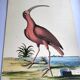 Gravure ancienne oiseau - Corlieu Rouge- Planche nature de Seligmann