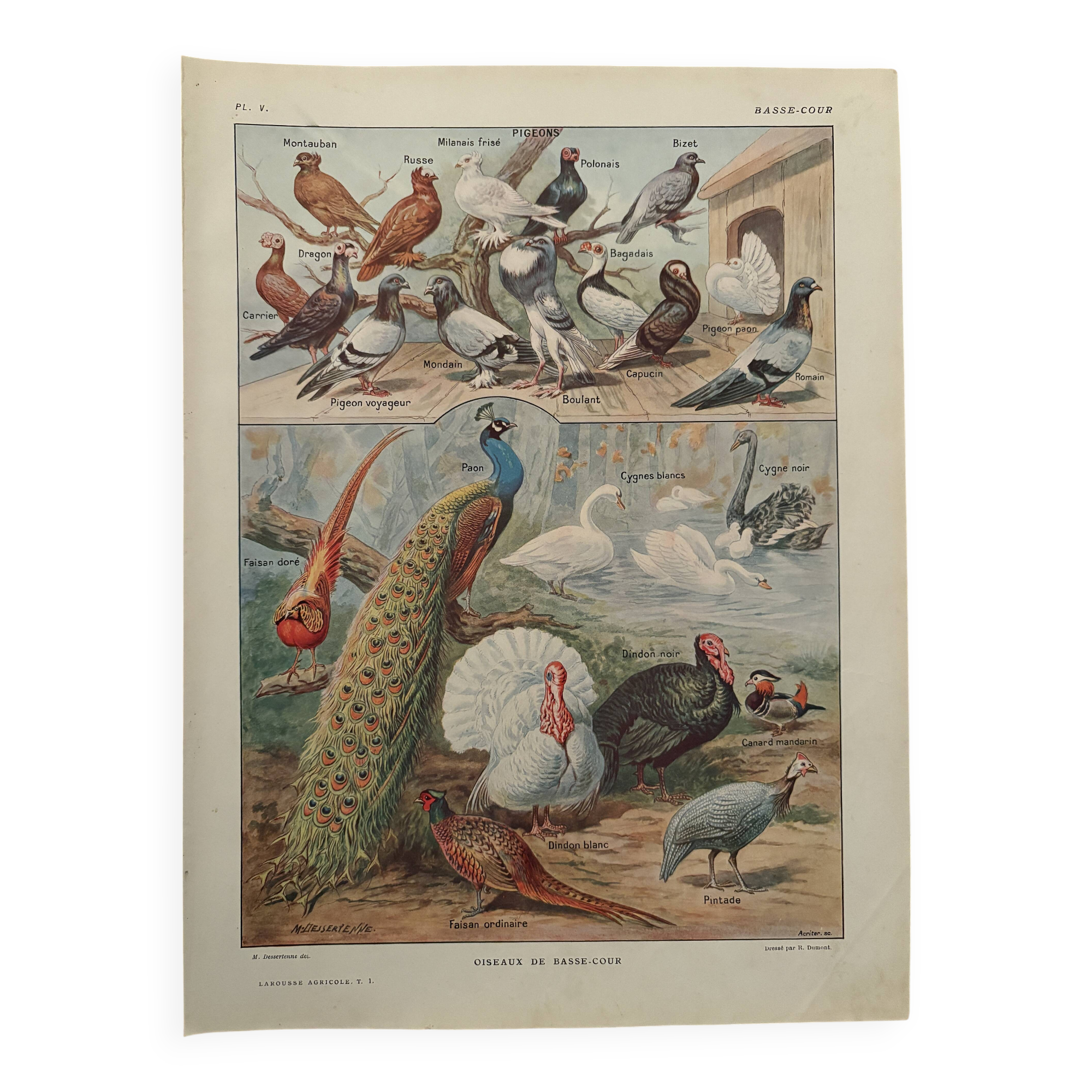 Vintage illustrated plate of farmyard birds - 1920