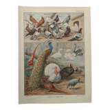 Vintage illustrated plate of farmyard birds - 1920