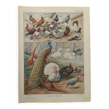 Vintage illustrated plate of farmyard birds - 1920