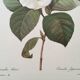 Botanical illustration White Camellia flower - vintage print from the 1960s