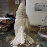 Peacock tail dove