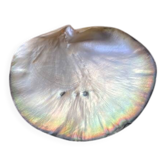 Tahitian pearl oyster shell emptier