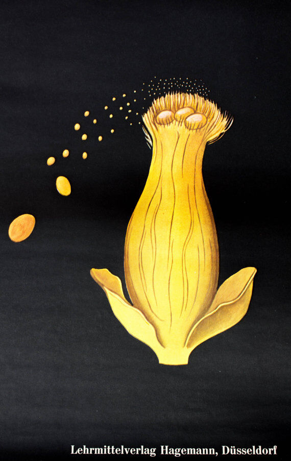 Wall poster of the school from Jung-Koch-Quentell "parasite of the grain" 1972