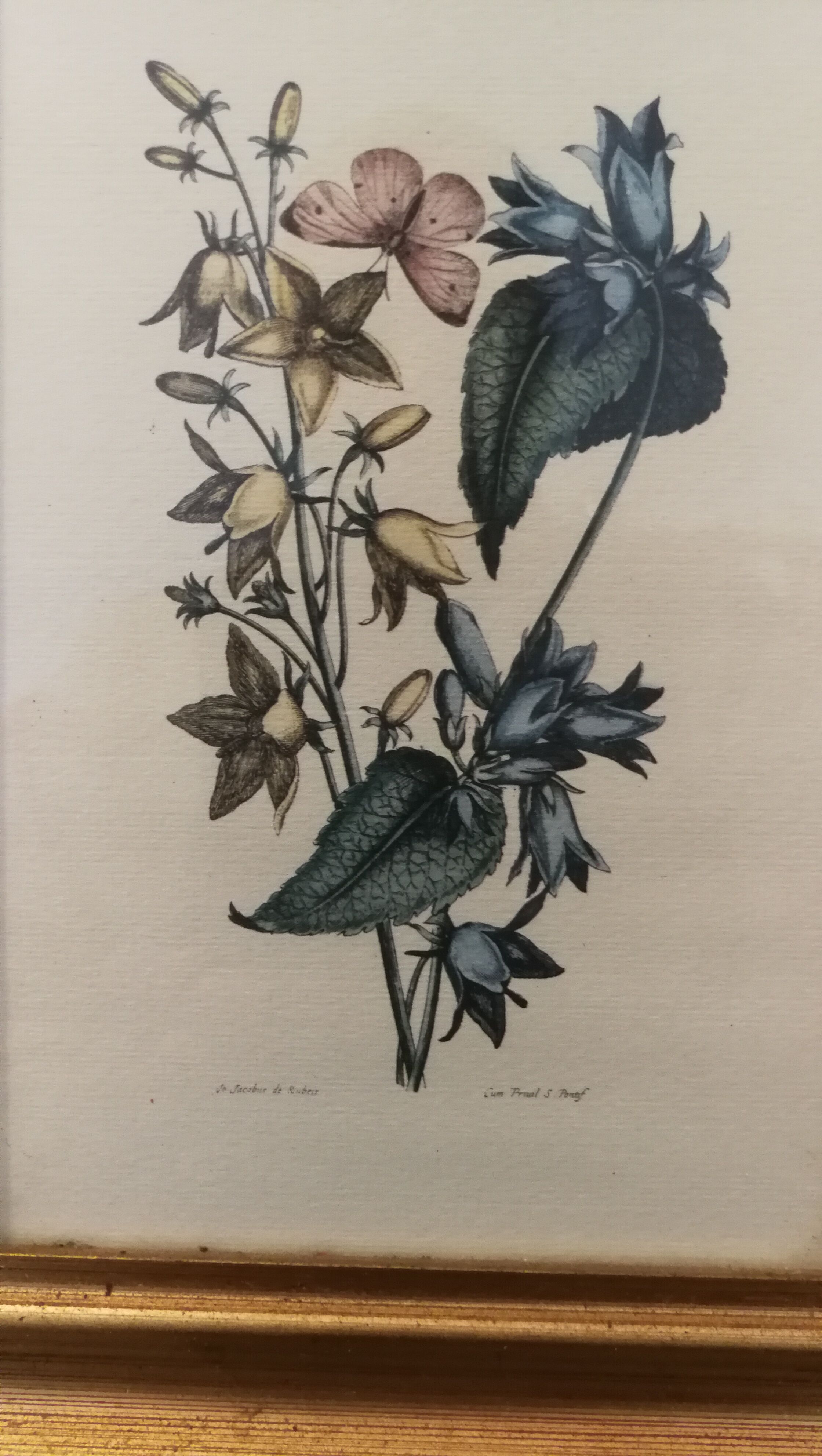 Two botanical frames oj Jacobus de Rubeis