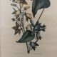 Two botanical frames oj Jacobus de Rubeis