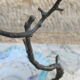 Coupe art nouveau bronze et pâte de verre émaillée