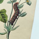 Old engraving from 1838 - Sphinx butterfly 1 - Zoological and botanical hand-colored plate