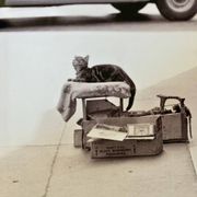 Photo of New York, Cat with rolling eyes in front of a shoe shine, 1960