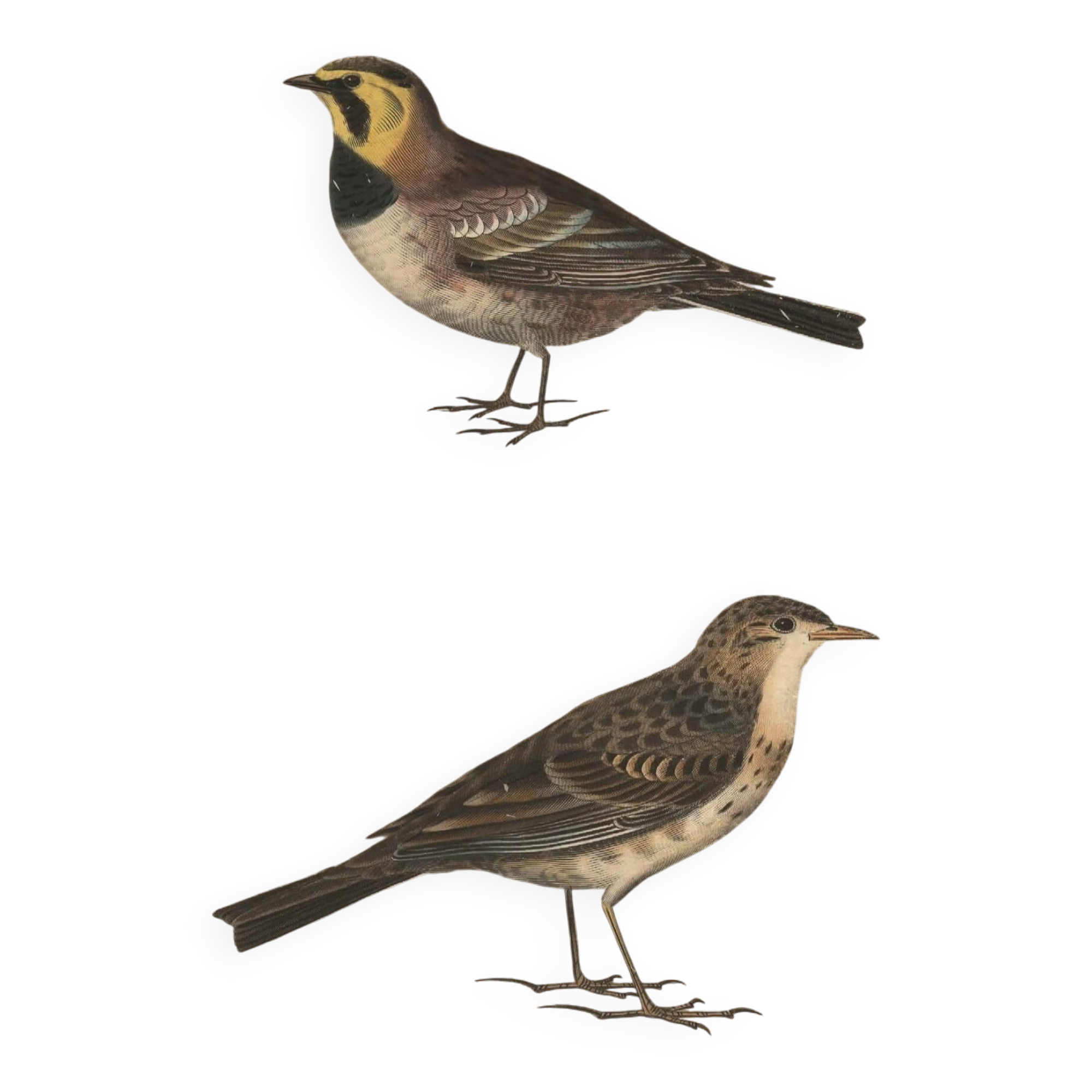 Old engraving from 1849 - Blackbird by E. Travies - bird plate