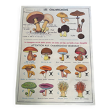 Old educational school poster, school