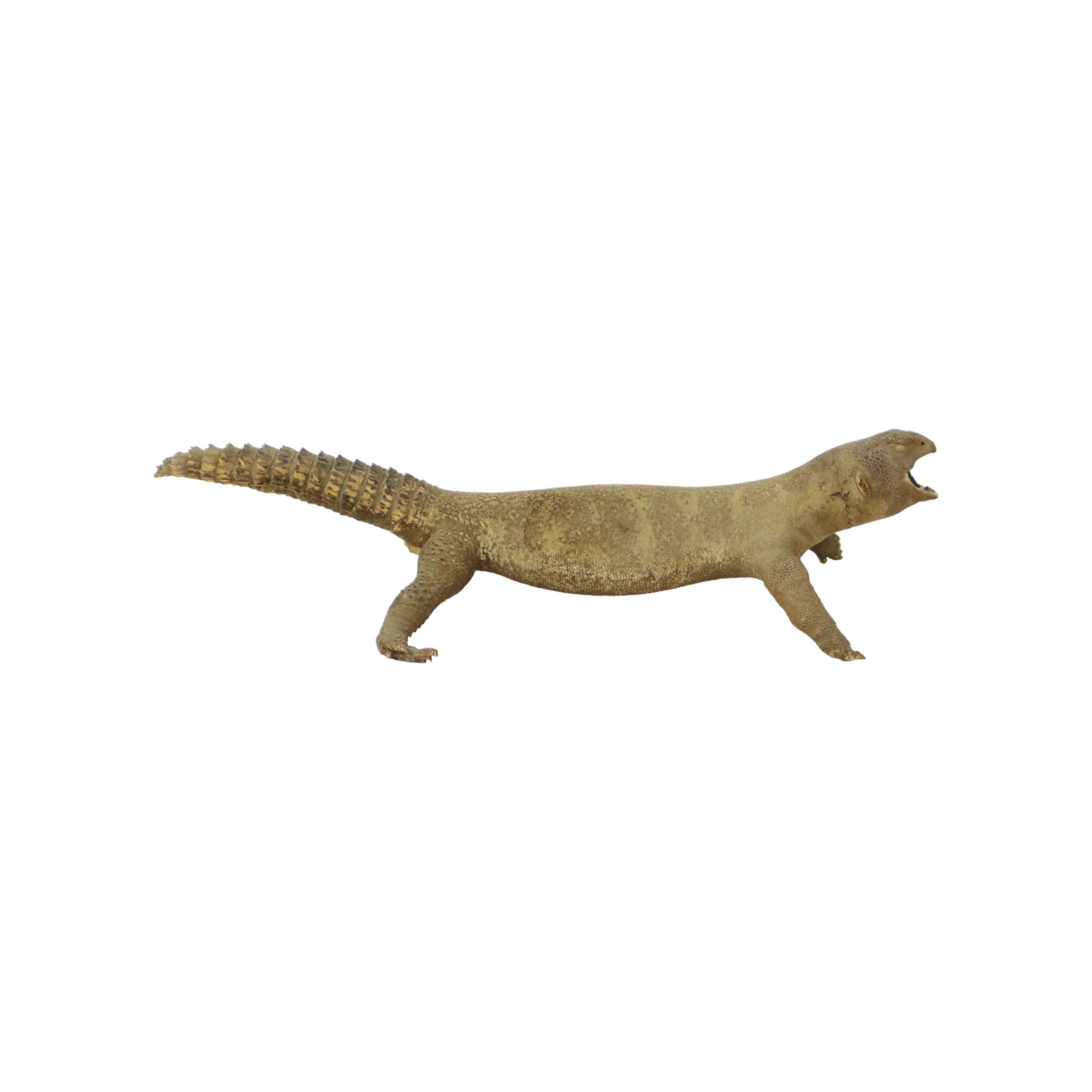 Big Stuffed Spiny-Tailed Dragon Lizard Taxidermy Africa Middle East Agamidae