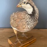 Stuffed/stuffed partridge