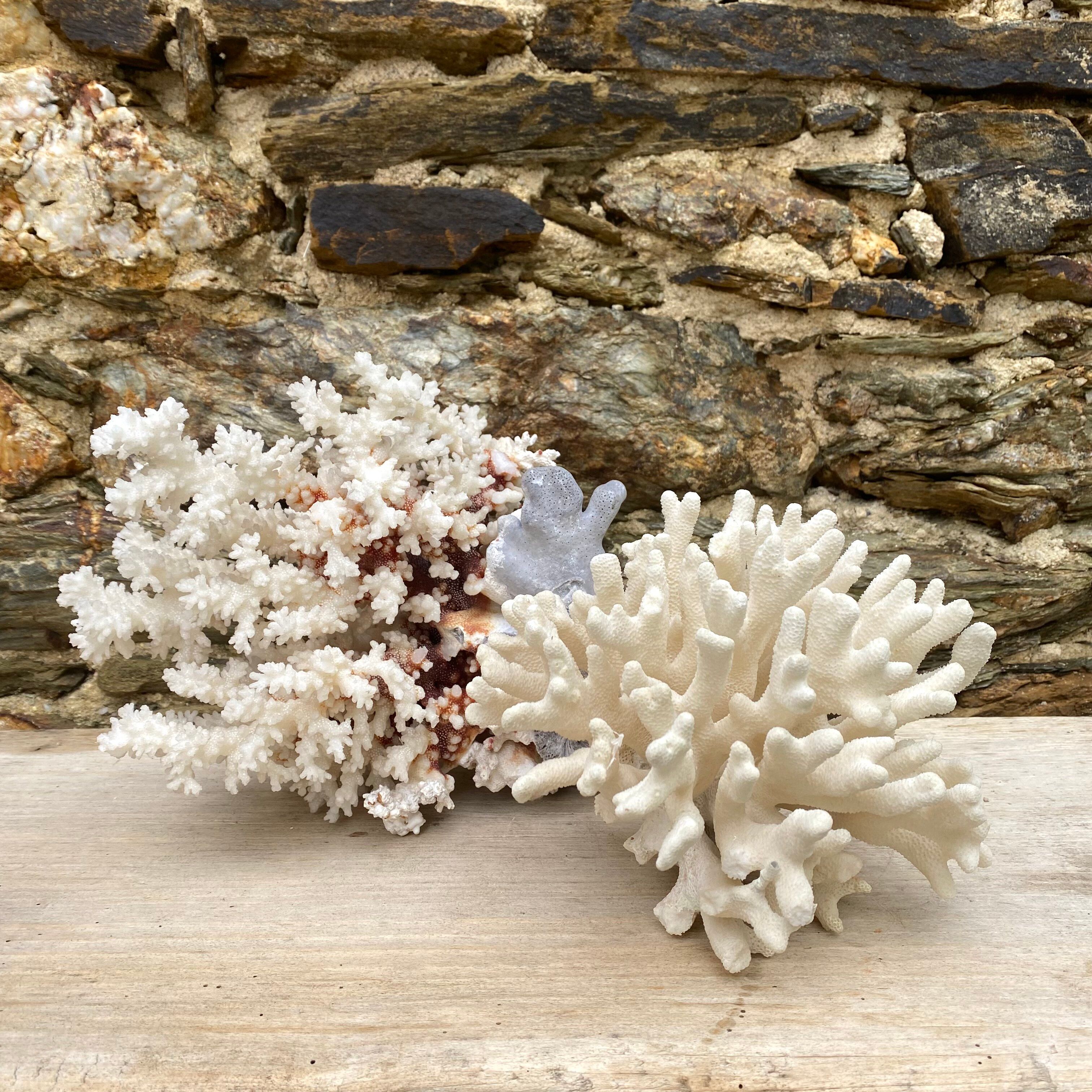 Corail elkhorn, corail corne de cerf