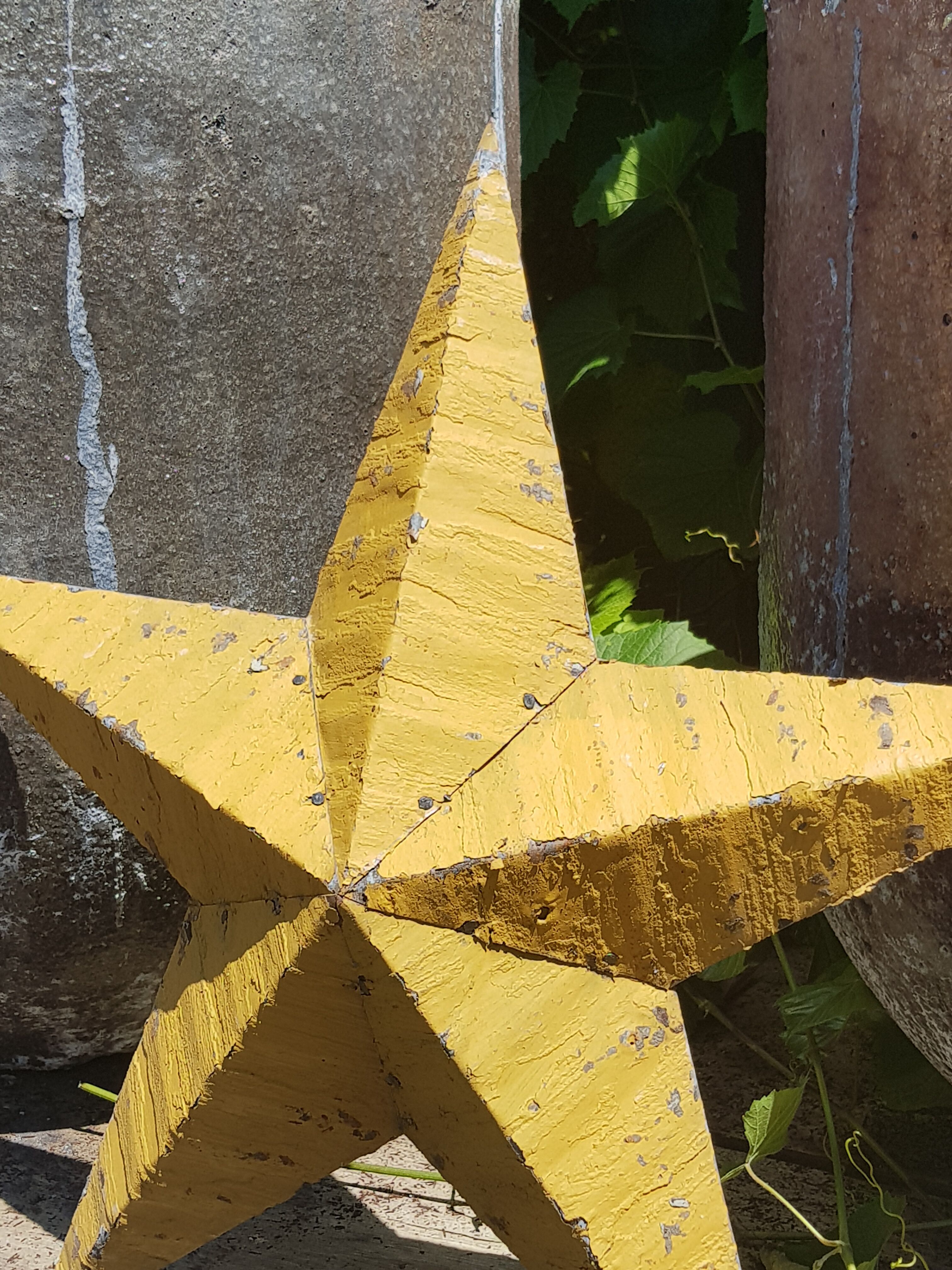 Amish star mustard 60 cm