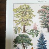 Lithograph on garden trees "locust"