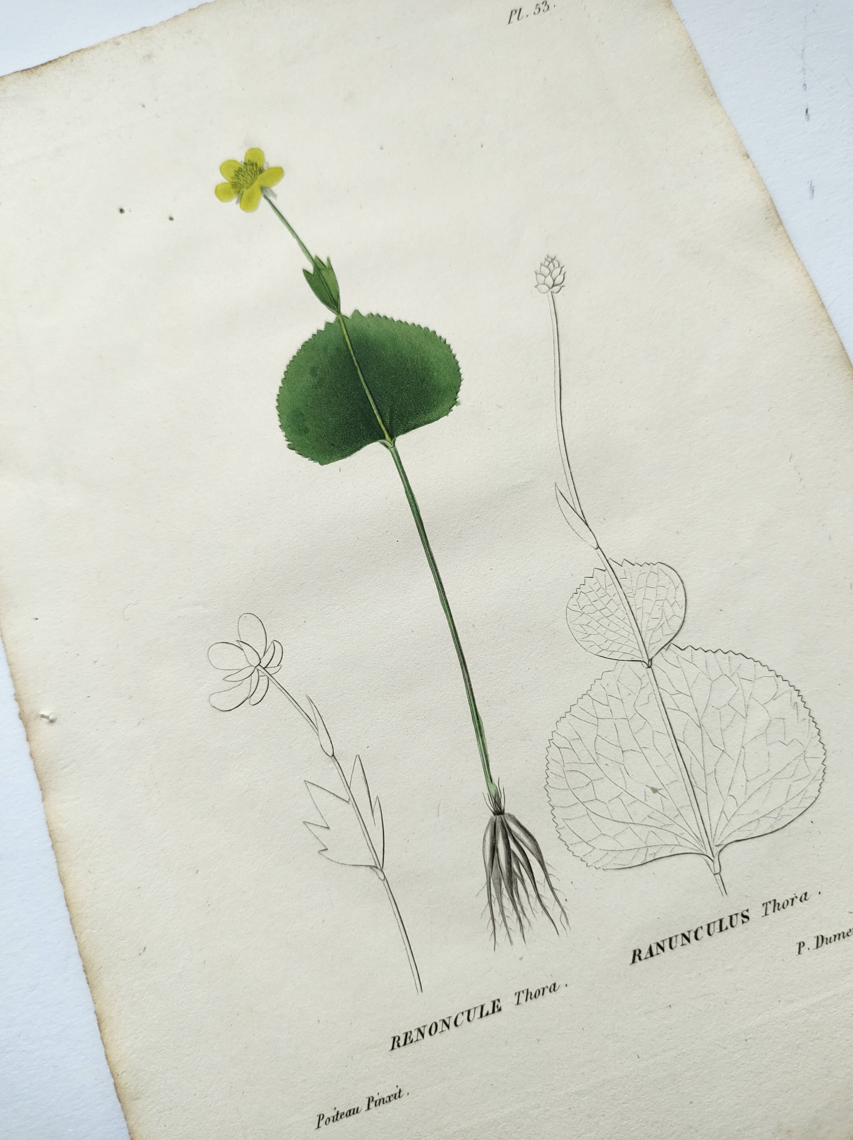 Gravure botanique ancienne de 1829 - Renoncule Thora- Par Pierre-Antoine Poiteau peinte à la main