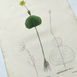 Antique botanical engraving from 1829 - Ranunculus Thora - Hand painted by Pierre-Antoine Poiteau