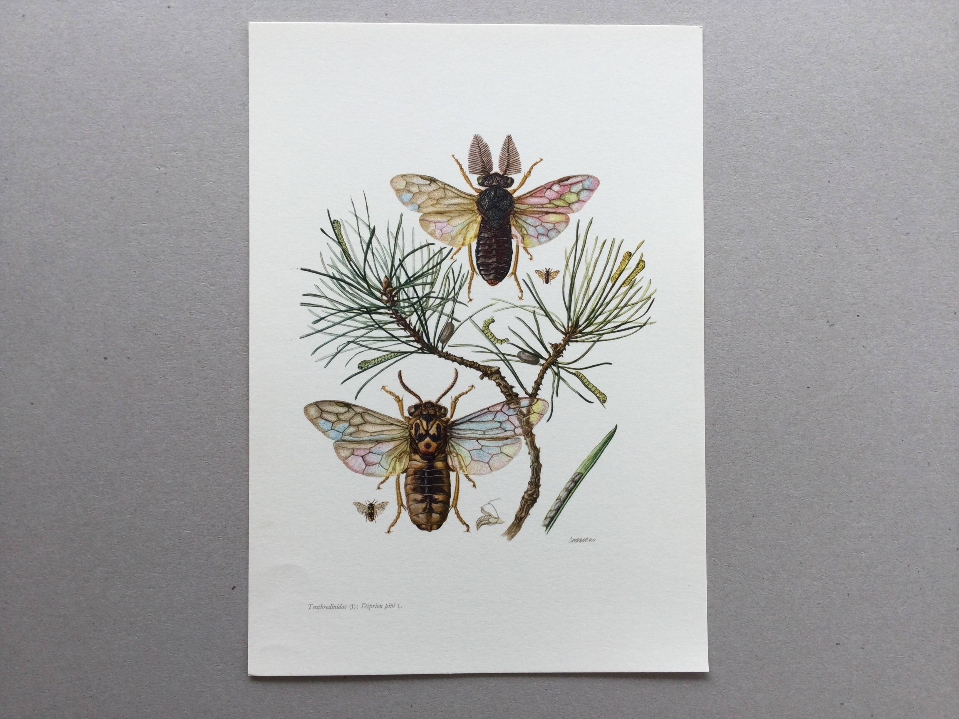 Antique illustration "insects", Vintage print from the 60s